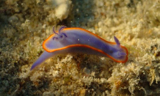 Hypselodoris nyalya